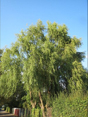 Corkscrew willow